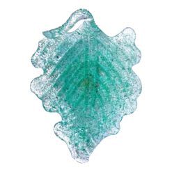 1950's Fratelli Toso Murano Green Overshot Blown Glass Leaf Dish