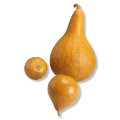 Vintage 1980's Mixed Shape Natural Gourds Set Of 3 -chairish shop vintage 1980s mixed shape natural gourds set of 3 2576