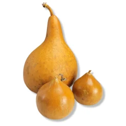 Vintage 1980's Mixed Shape Natural Gourds Set Of 3 -chairish shop vintage 1980s mixed shape natural gourds set of 3 3066