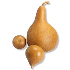 Vintage 1980's Mixed Shape Natural Gourds Set Of 3 -chairish shop vintage 1980s mixed shape natural gourds set of 3 3411