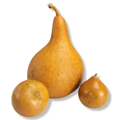 Vintage 1980's Mixed Shape Natural Gourds Set Of 3 -chairish shop vintage 1980s mixed shape natural gourds set of 3 3790