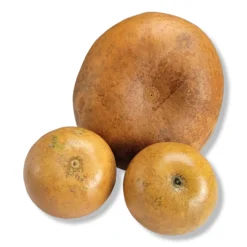 Vintage 1980's Mixed Shape Natural Gourds Set Of 3 -chairish shop vintage 1980s mixed shape natural gourds set of 3 4872