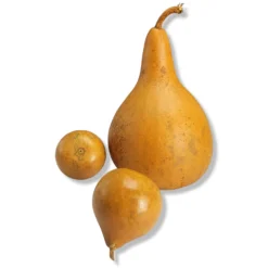 Vintage 1980's Mixed Shape Natural Gourds Set Of 3 -chairish shop vintage 1980s mixed shape natural gourds set of 3 5920