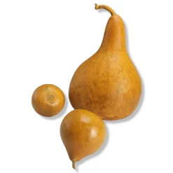 Vintage 1980's Mixed Shape Natural Gourds Set Of 3 -chairish shop vintage 1980s mixed shape natural gourds set of 3 6917